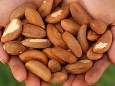 آیا مصرف زیاد آجیل برزیلی خطرناک است؟