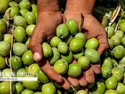 ۳ روش عالی برای گرفتن تلخی زیتون در خانه