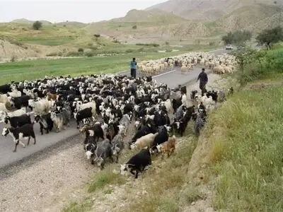 عشایر؛ تولیدکننده  25 درصد گوشت قرمز کشور 