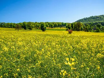 کلزا کاران گلستانی از واردات بی‌رویه این محصول نگران هستند