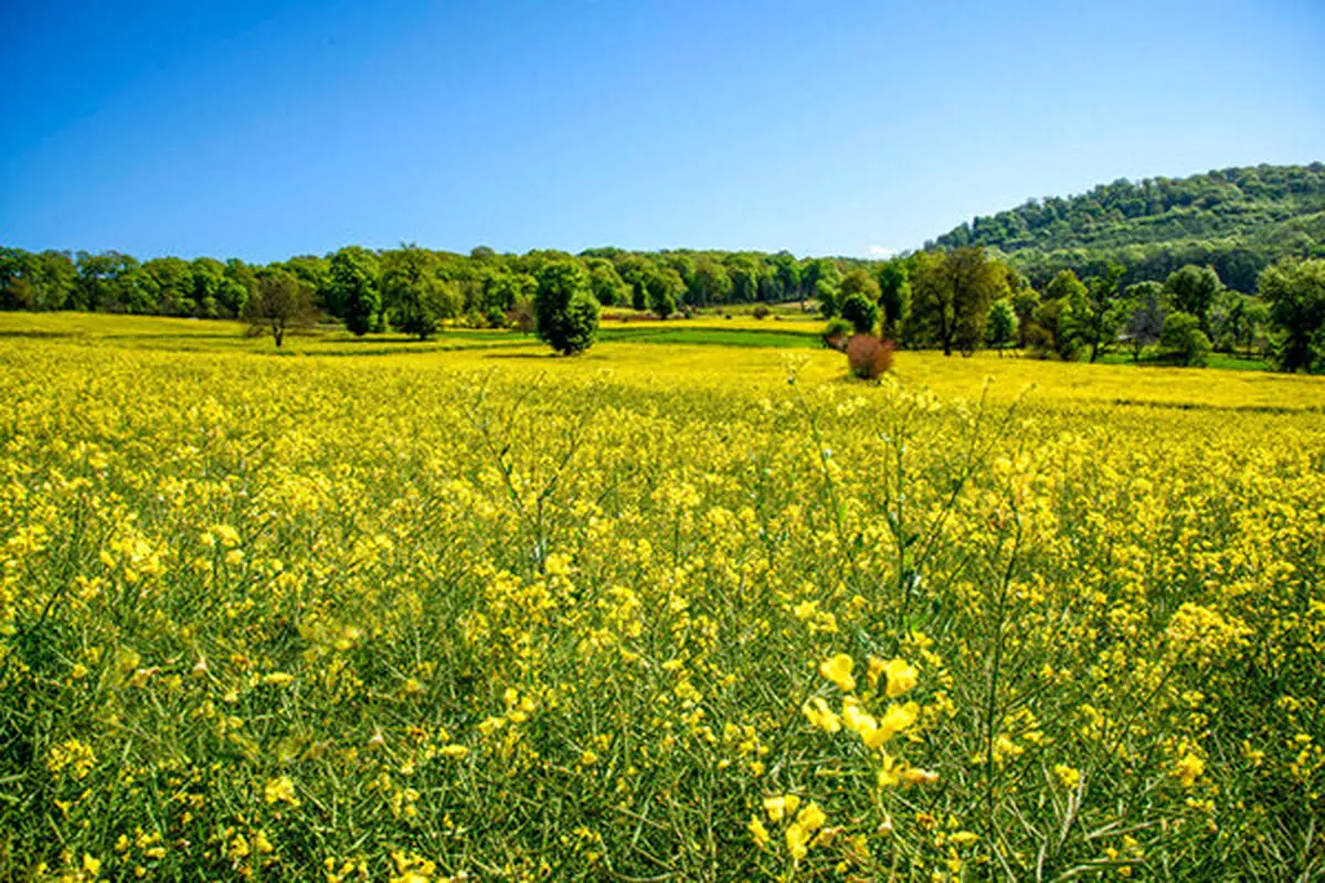 کلزا کاران گلستانی از واردات بی‌رویه این محصول نگران هستند