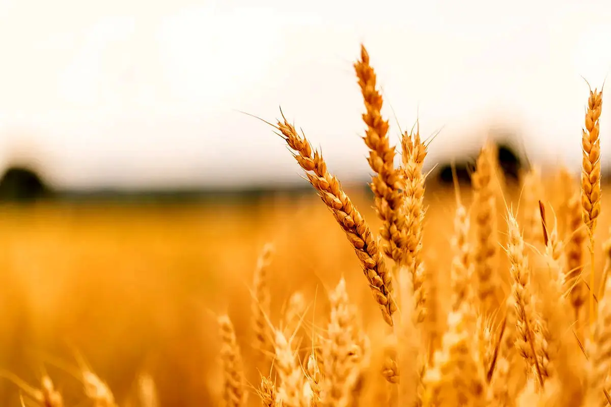 کاهش ۲۲ درصدی خرید تضمینی گندم/ چاره‌ای جز واردات نداریم