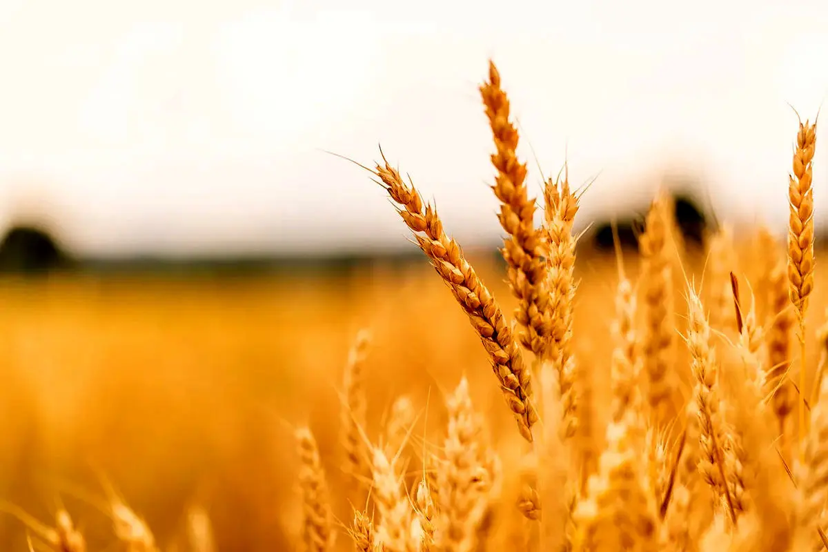 کاهش ۲۲ درصدی خرید تضمینی گندم/ چارهای جز واردات نداریم