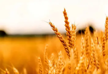 کاهش ۲۲ درصدی خرید تضمینی گندم/ چاره‌ای جز واردات نداریم