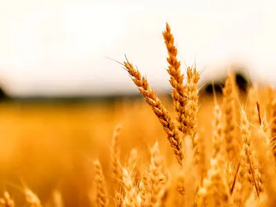 کاهش ۲۲ درصدی خرید تضمینی گندم/ چاره‌ای جز واردات نداریم