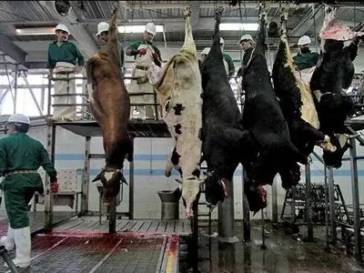 کشتار دام سنگین در خراسان رضوی ۱۱ درصد بیشتر از حد مجاز است