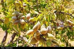 استاندار چهارمحال و بختیاری بر توسعه صادرات بادام و رفع موانع تولید تاکید کرد