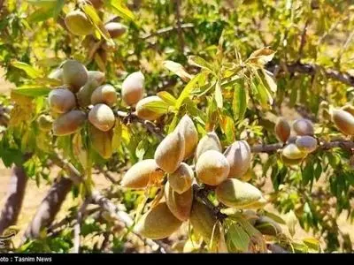 استاندار چهارمحال و بختیاری بر توسعه صادرات بادام و رفع موانع تولید تاکید کرد