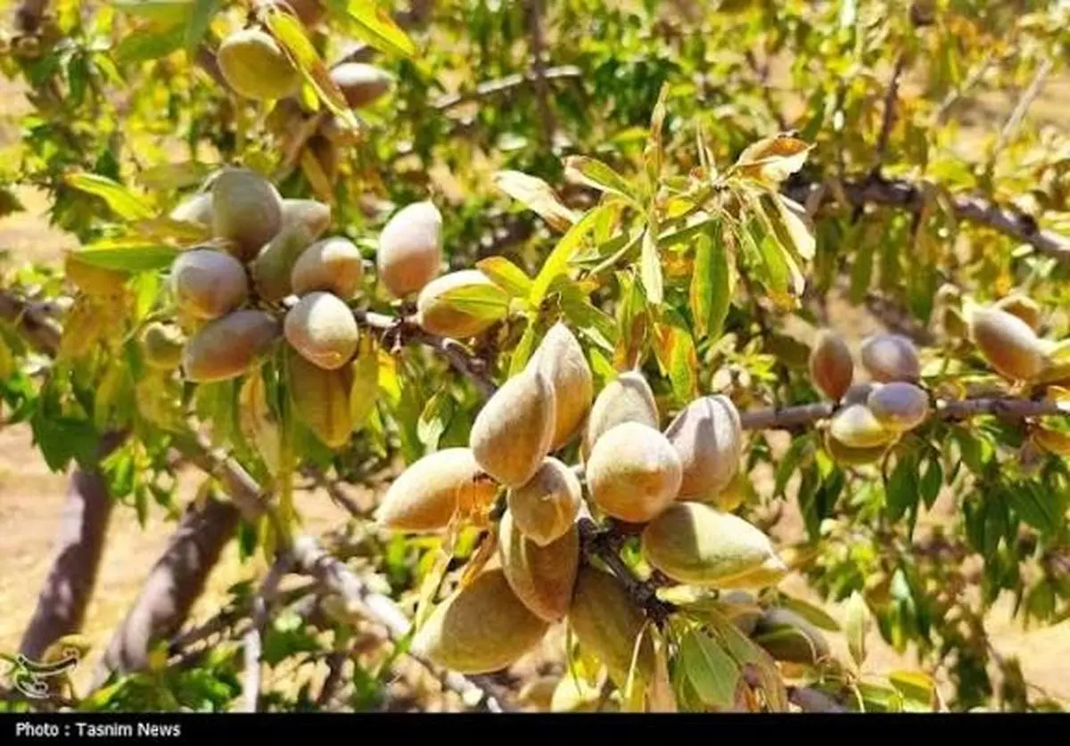 استاندار چهارمحال و بختیاری بر توسعه صادرات بادام و رفع موانع تولید تاکید کرد
