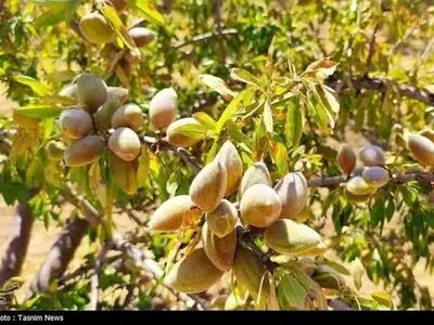 استاندار چهارمحال و بختیاری بر توسعه صادرات بادام و رفع موانع تولید تاکید کرد