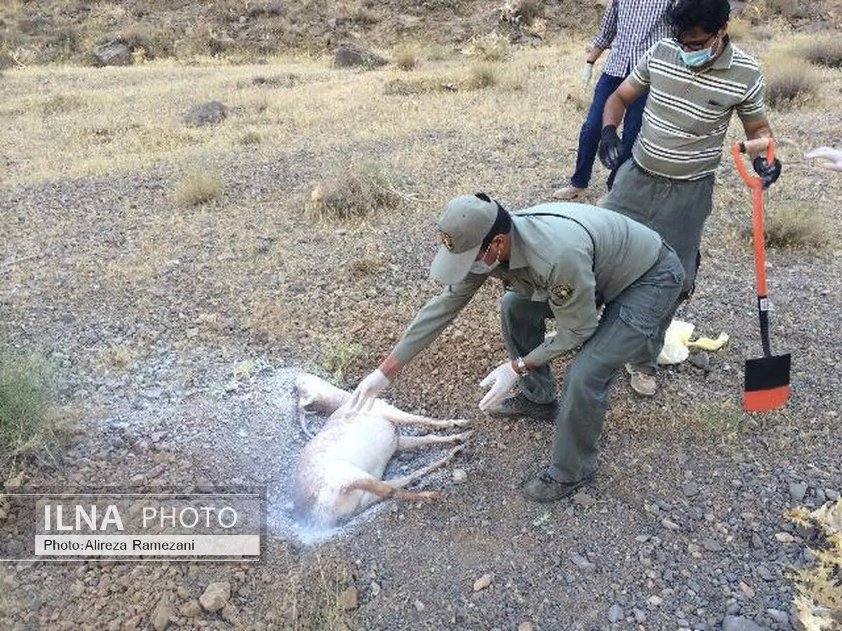 هیئت کوهنوردی البرز به کمک محیط‌بانان می‌رود