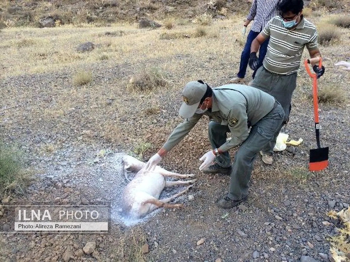 هیئت کوهنوردی البرز به کمک محیط‌بانان می‌رود