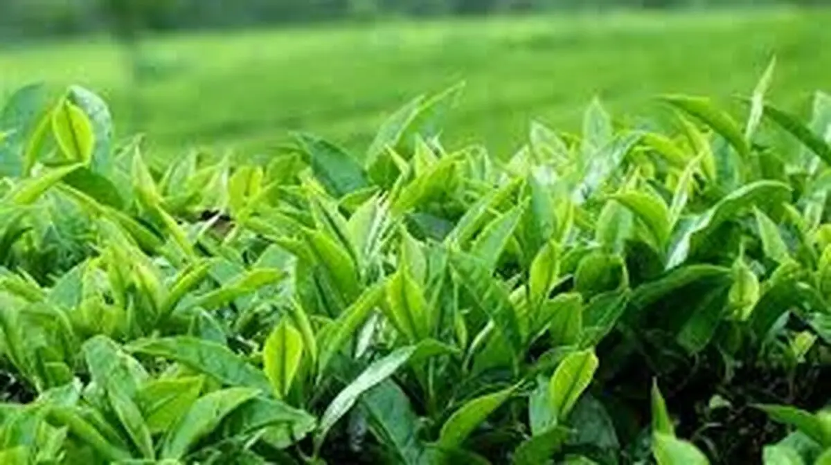 تهیه طرح ساماندهی و توسعه پایدار زنجیره ارزش محصول راهبردی چای 