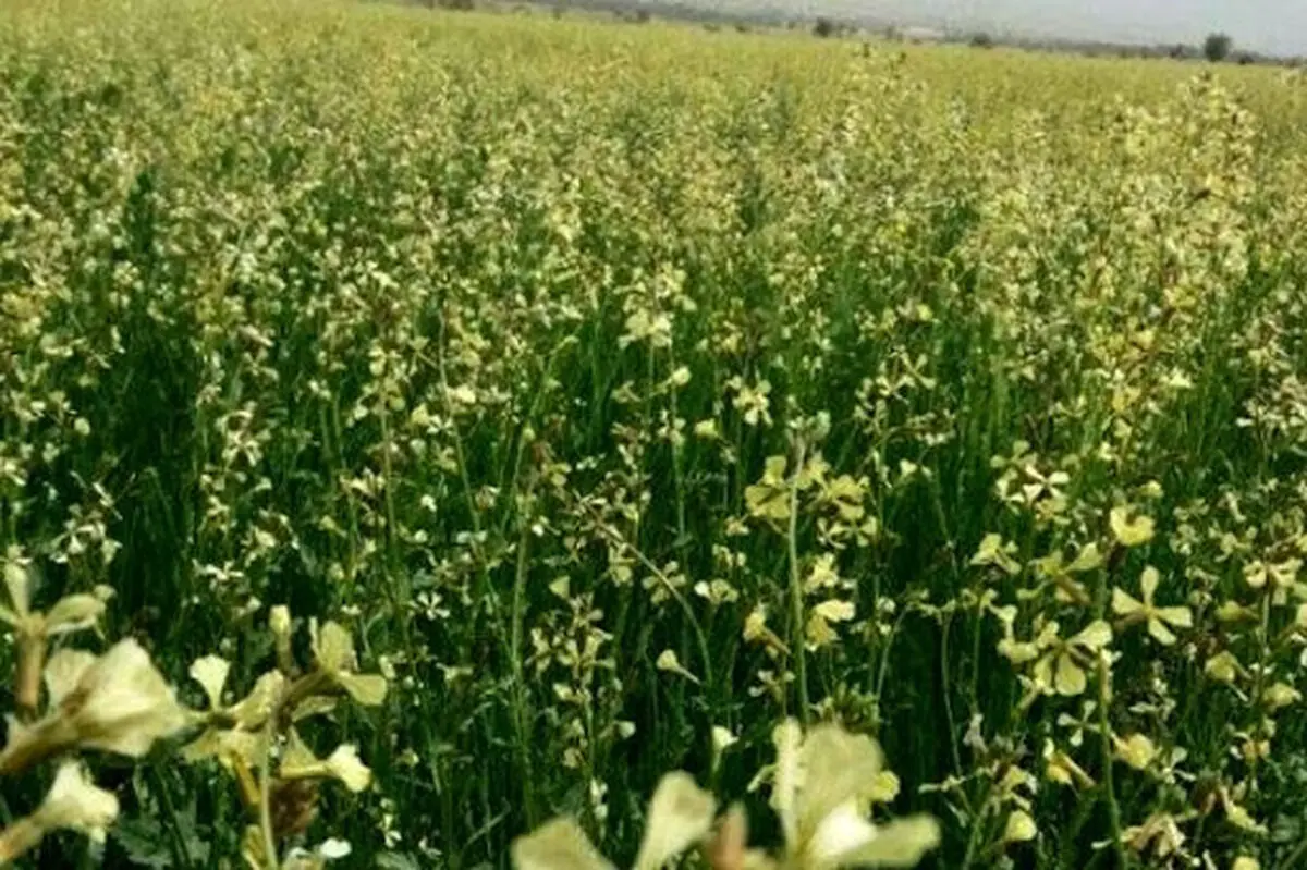 کشت بذر منداب در شهر بابک با هدف تثبیت خاک و مقابله با ریزگردها