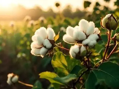 مزارع پنبه فارس زیر پوشش طرح‌های علمی مقابله با تنش اقلیمی