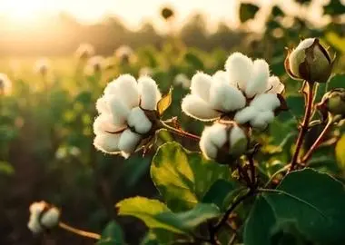 مزارع پنبه فارس زیر پوشش طرح‌های علمی مقابله با تنش اقلیمی