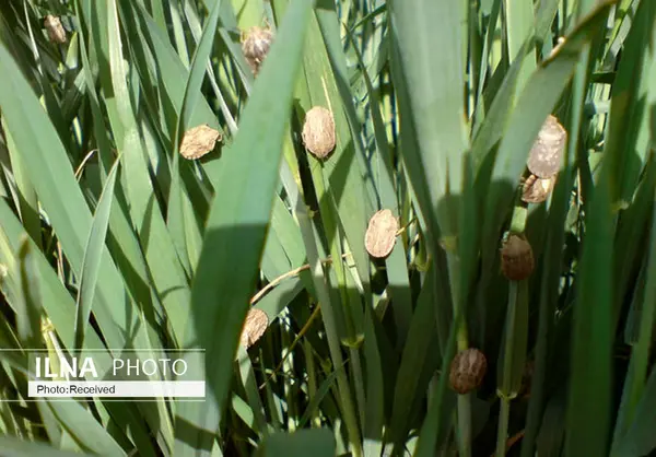 ۱۳۵ کارشناس عوامل خسارتزای مزارع گندم و جو قزوین را بررسی می‌کنند