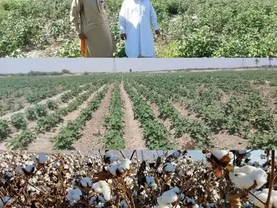 کشاورزان دلگانی ۲۰۰ هکتار پنبه کشت کردند