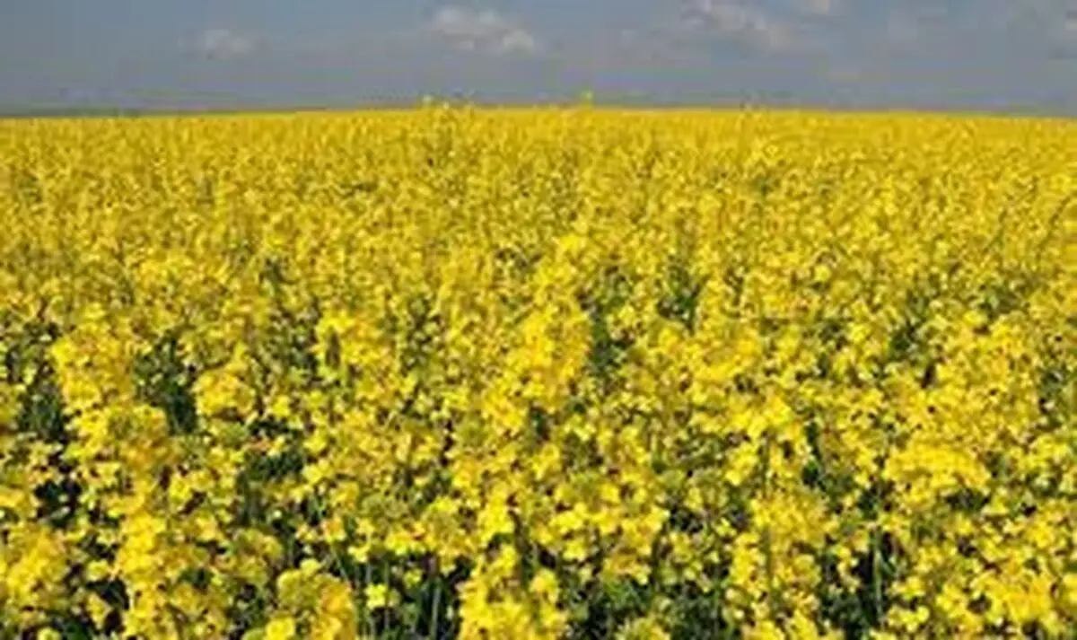 آغاز خرید تضمینی کلزا به مباشرت اتحادیه تعاونی‌های روستایی رودبار