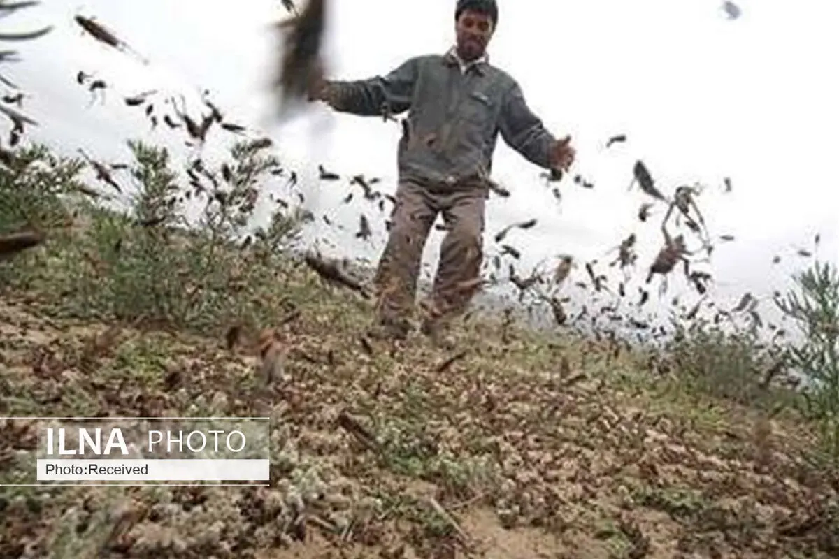 مبارزه با ملخ‌های مراکشی در ۱۵ هزار هکتار از اراضی قزوین انجام شد