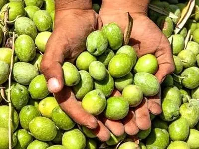 برداشت ۸۵ درصدی محصول زیتون از باغ‌های جنوب گیلان