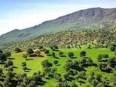 ضرورت ایجاد پاسگاه‌های حفاظتی در مناطق جنگلی لرستان