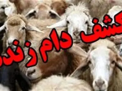 ۳۲۷ راس دام توسط مرزبانان ارومیه توقیف شد