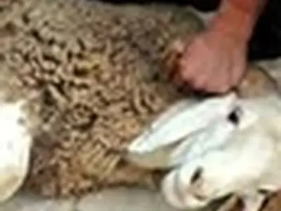 عرضه دام زنده بهداشتی در تاسوعا و عاشورای حسینی