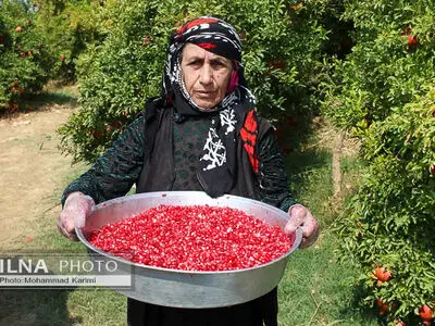 برداشت انار در تنگ سیاب کوهدشت 