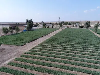 تلاش برای بیابان‌زدایی از گلستان با اجرای طرح کاشت یک میلیارد درخت در ایران 
