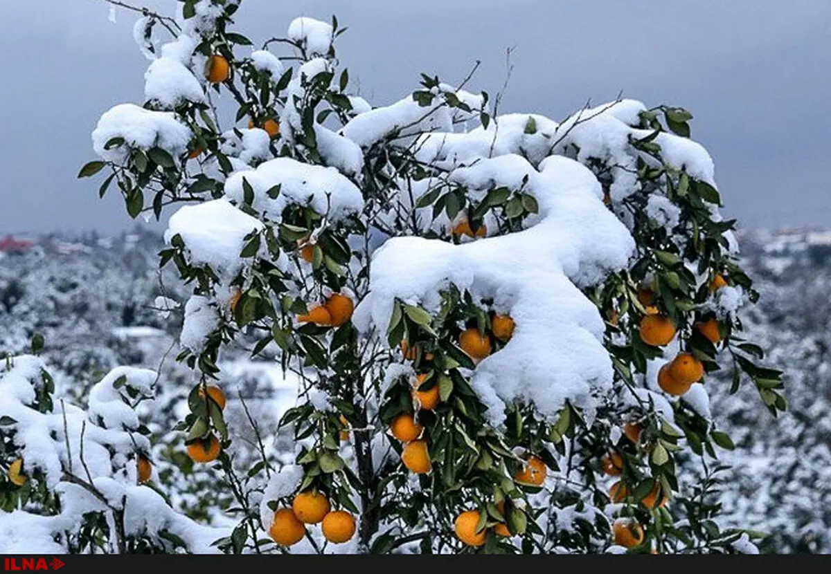 اصلاح مصوبه استمهال تسهیلات خسارت دیدگان بخش کشاورزی ناشی از حوادث غیرمترقبه