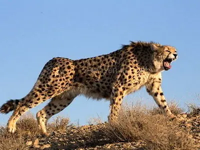 مشاهده ۶ یوزپلنگ آسیایی در پناهگاه حیات‌وحش میاندشت