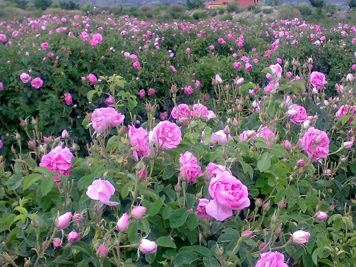 برداشت ۶۵ تن گل محمدی از گلستان‌های اردستان