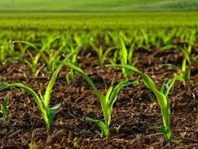 اجرای ۴۰ مزرعه تحقیقی و ترویجی در استان‌های دیم خیز کشور