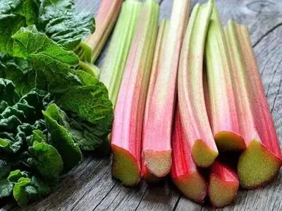 خواص ریواس برای کبد چرب