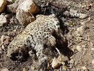 کشف لاشه یک پلنگ در الموت شرقی