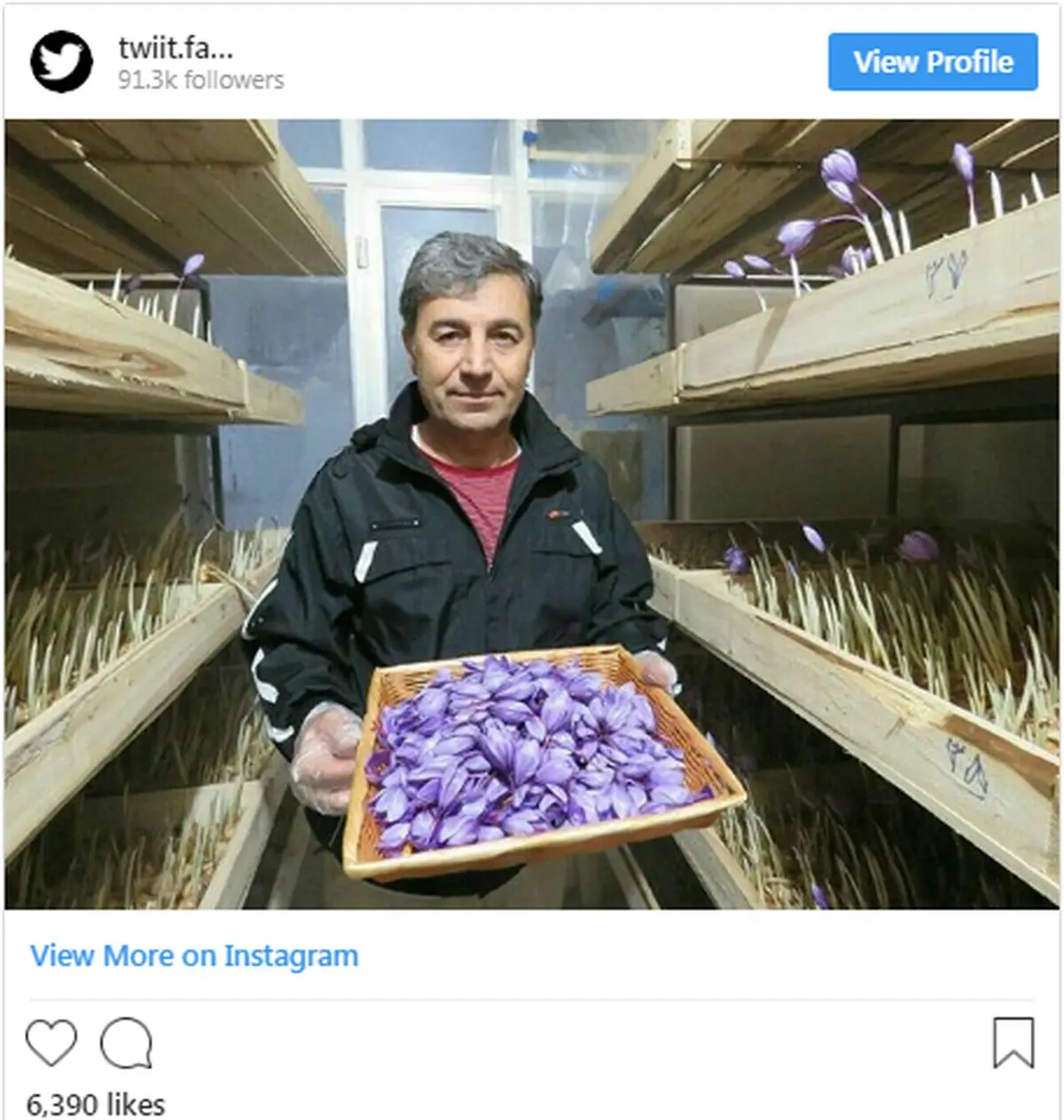 پرورش زعفران بدون نیاز به آب و خاک در پیلوت منزل مسکونی!