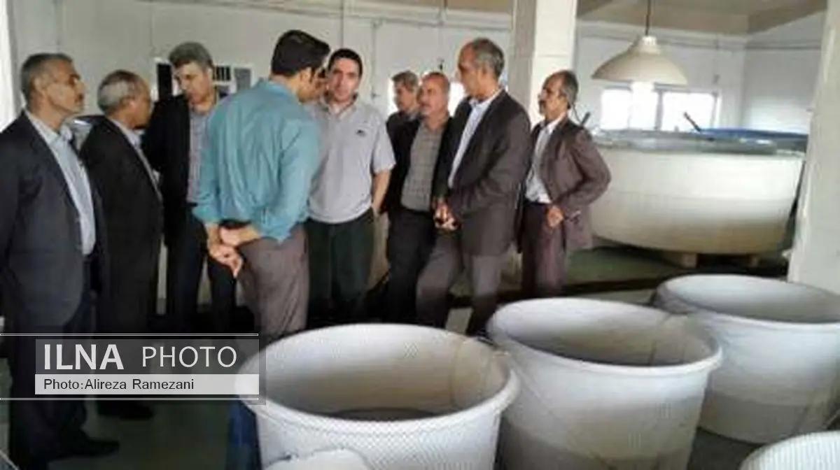  سند اصلاح نژاد میگو تدوین شد
