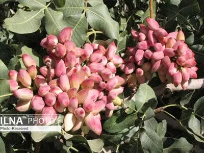 برداشت پسته از باغات قزوین آغاز شد