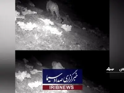 تصویر دو قلاده پلنگ در استان البرز ثبت شد