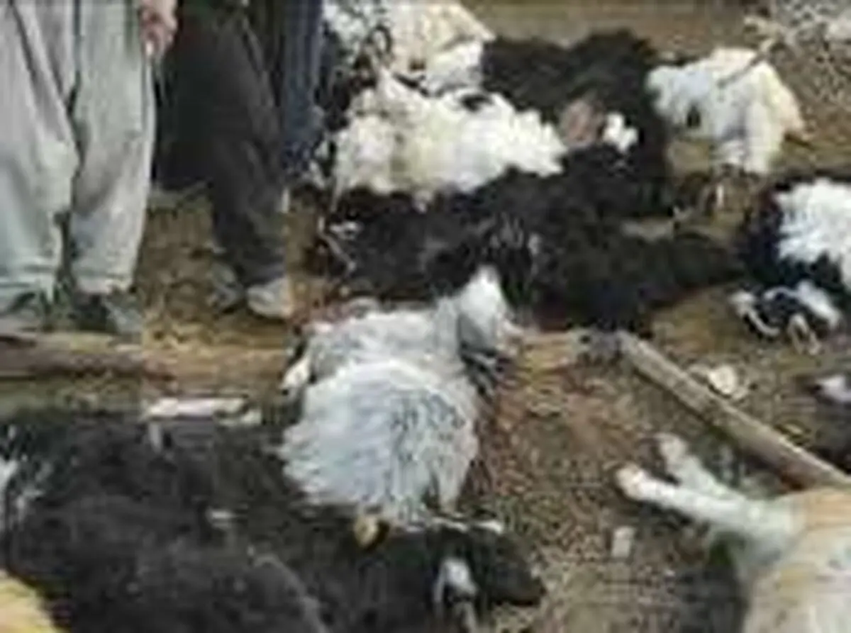 گرگ به گله گوسفندان در روستای گوشه لردگان حمله کرد