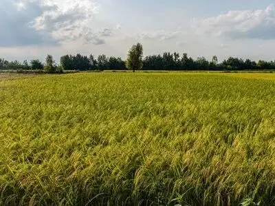 پایش شالیزار‌های ماسال برای پیشگیری از سوزاندن کاه و کلش