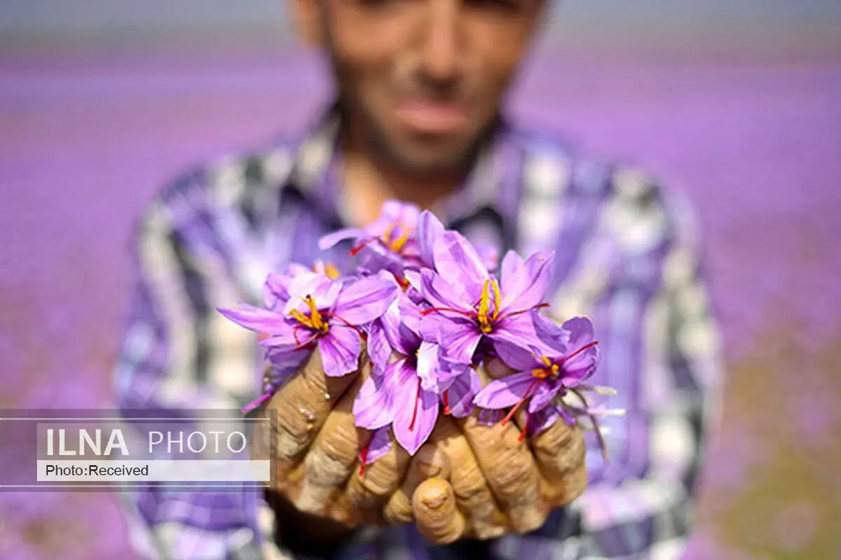 افزایش شدید عرضه زعفران تقلبی در بازار/ هر مثقال زعفران، نباید کمتر از ۵۰ هزار تومان باشد