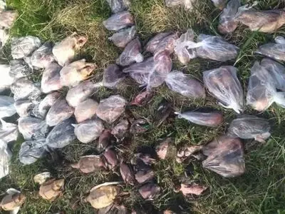 لاشه ۹۴ پرنده مهاجر قاچاق در فریدونکنار کشف شد