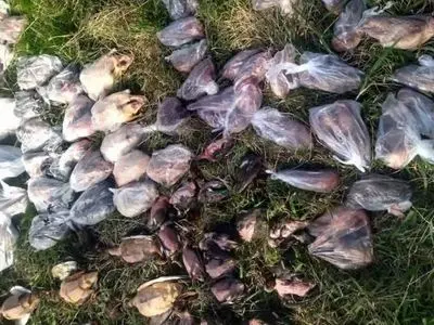 لاشه ۹۴ پرنده مهاجر قاچاق در فریدونکنار کشف شد