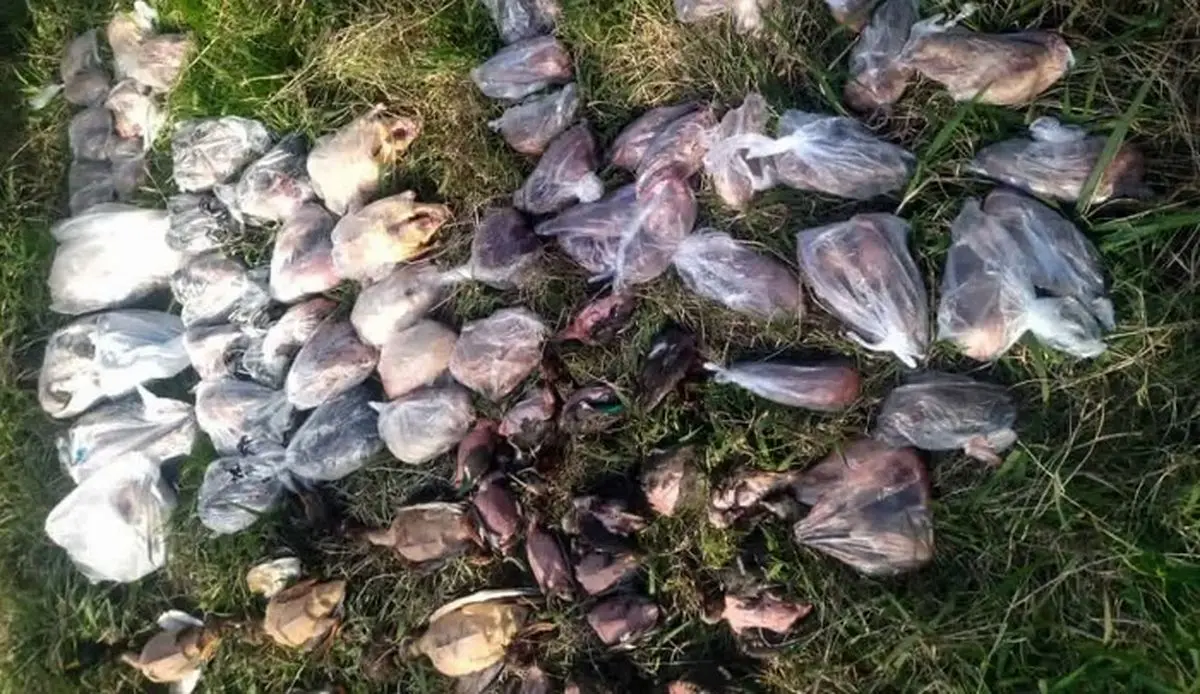 لاشه ۹۴ پرنده مهاجر قاچاق در فریدونکنار کشف شد