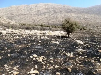 مهار آتش‌سوزی «پناهگاه حیات وحش بیستون»/ ارتفاع آتش به ۵ متر می‌رسید