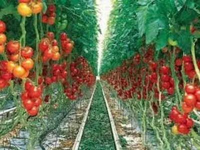 ضوابط زیست محیطی مانع بزرگ توسعه گلخانه‌ها در زنجان/ کاهش نرخ تسهیلات گلخانه‌ای به 6 درصد