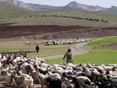 استقبال عشایر مرکزی از طرح تولید قراردادی گوشت قرمز 