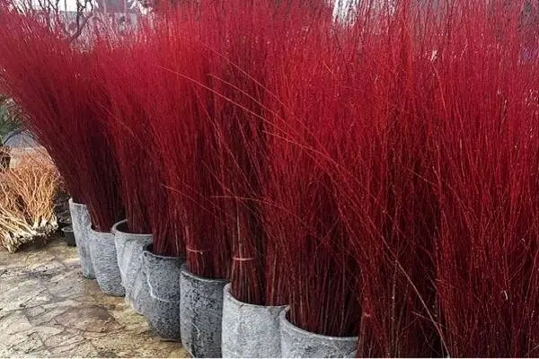 تولید و صادرات 800 هزار شاخه بید قرمز در شهرستان محلات 